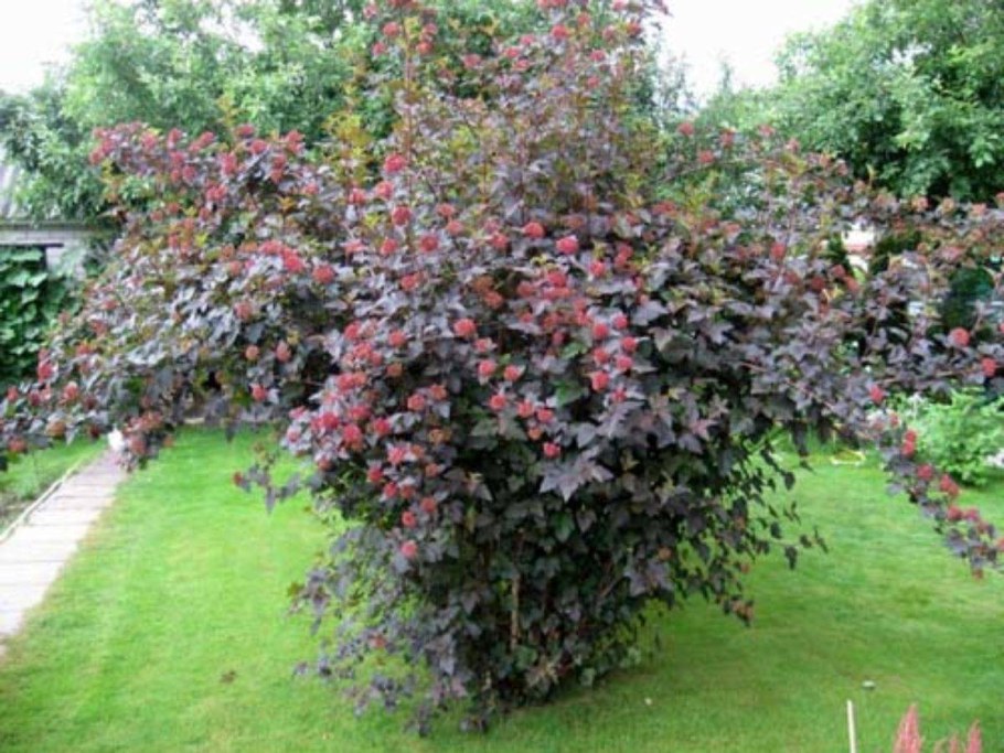 Пузыреплодник калинолистный Диаболо