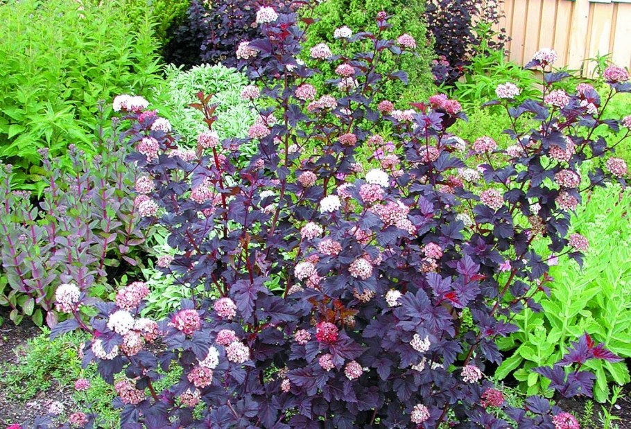 Пузыреплодник Миднайт