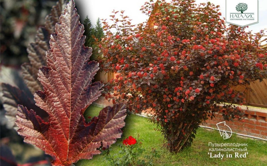 Пузыреплодник леди ред