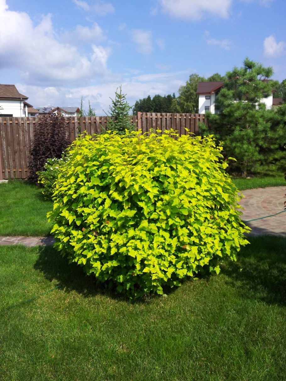 Дерен Ауреа