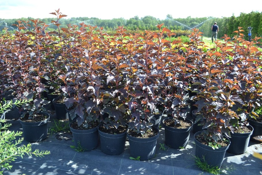 Пузыреплодник калинолистный диабло