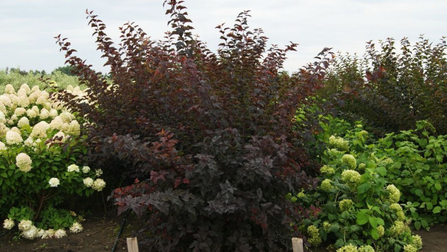 Пузыреплодник Андре