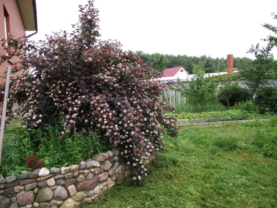 Пузыреплодник Дьяболо