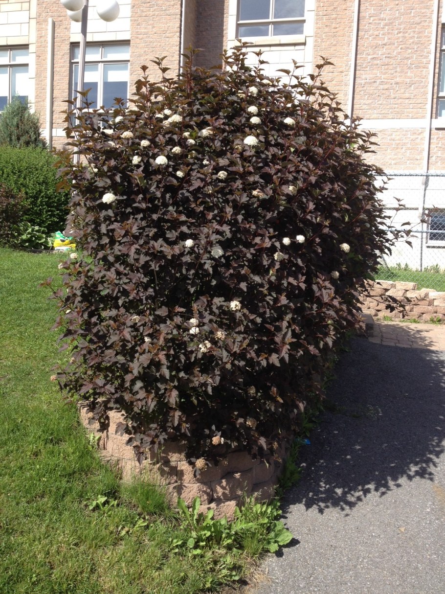 Пузыреплодник калинолистный Diabolo