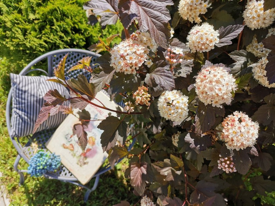 Пузыреплодник калинолистный Литтл Грини