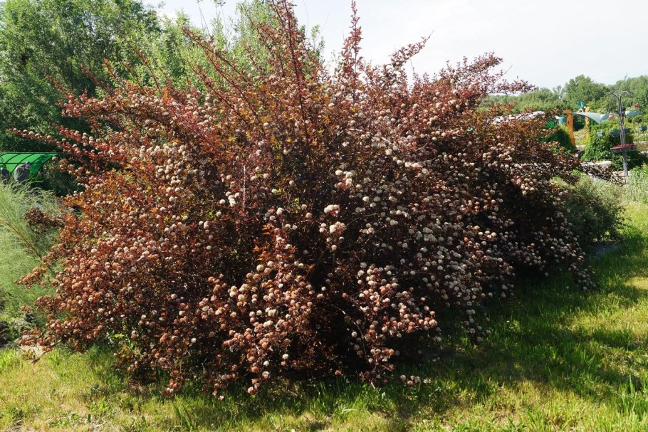 Пузыреплодник калинолистный ред Барон