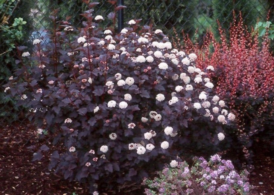 Пузыреплодник Дьяболо