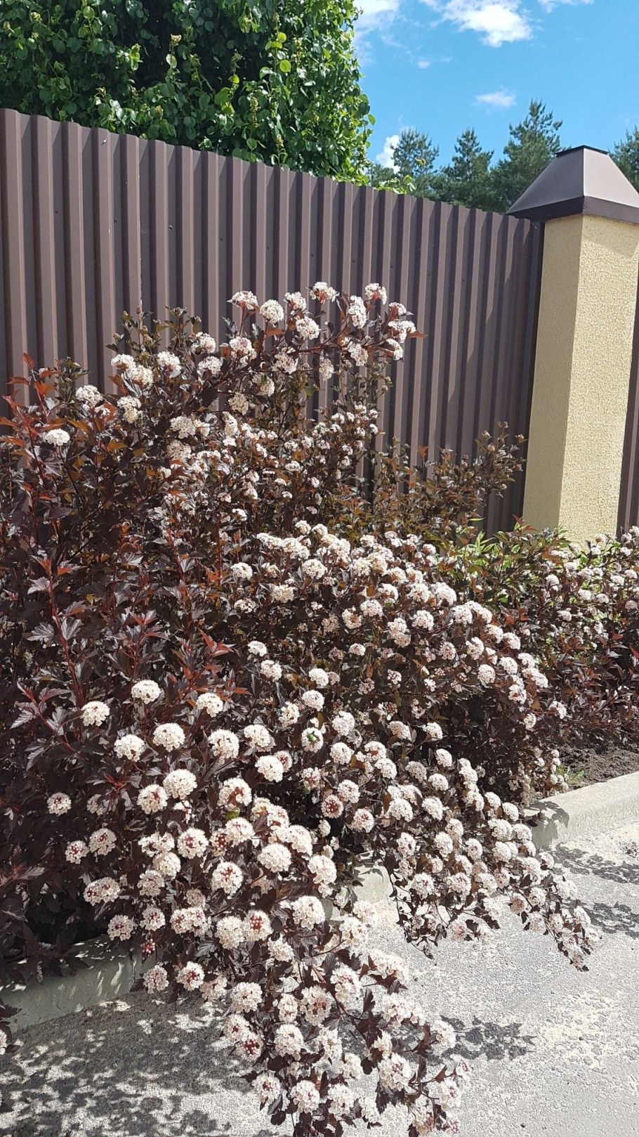 Кустарник пузыреплодник диабло