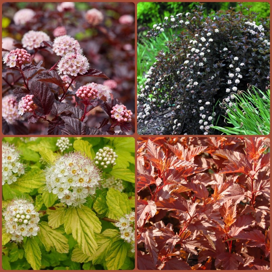 Пузыреплодник калинолистный Дьяболо