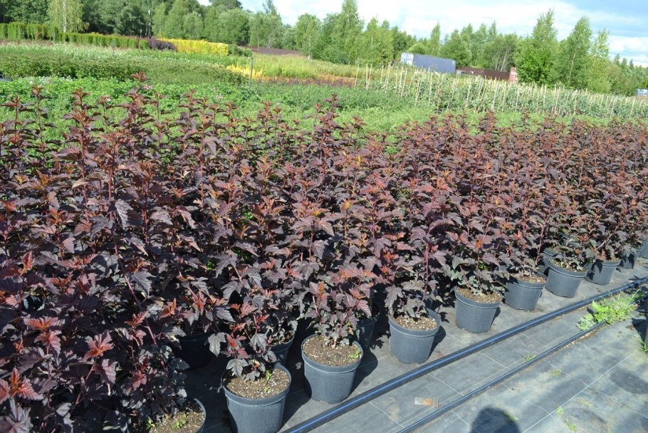 Пузыреплодник Литтл Энджел