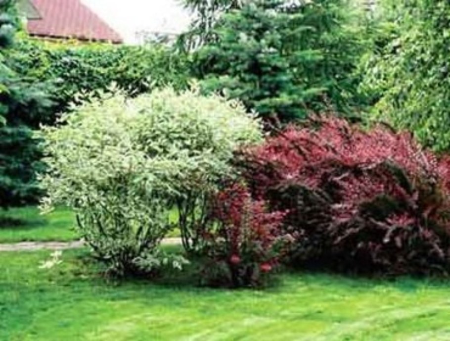 Барбарис, спирея, пузыреплодник