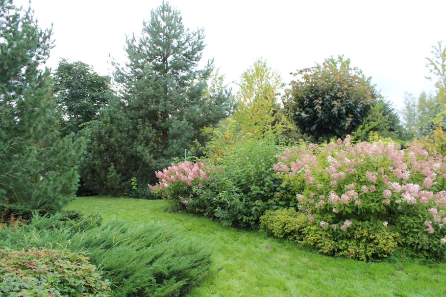 Дерен белый Элегантиссима с хвойниками