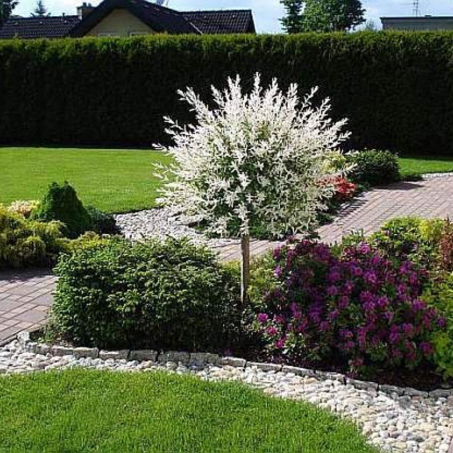 Ива Хакуро нишики на штамбе