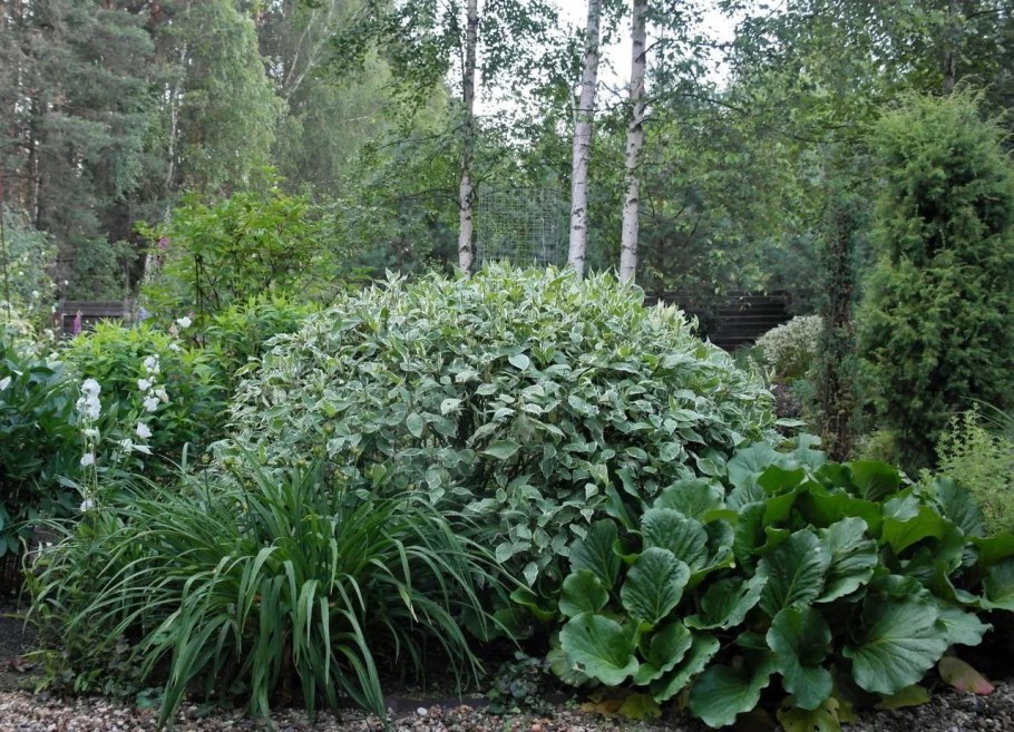 Дерен и Хоста