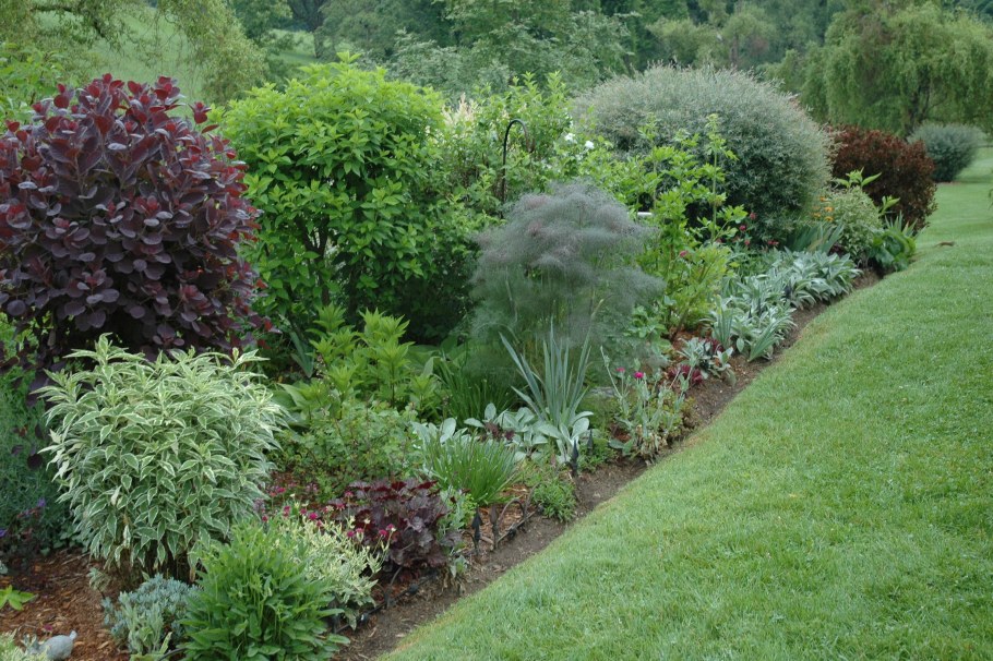 Туя, дерен, пузыреплодник