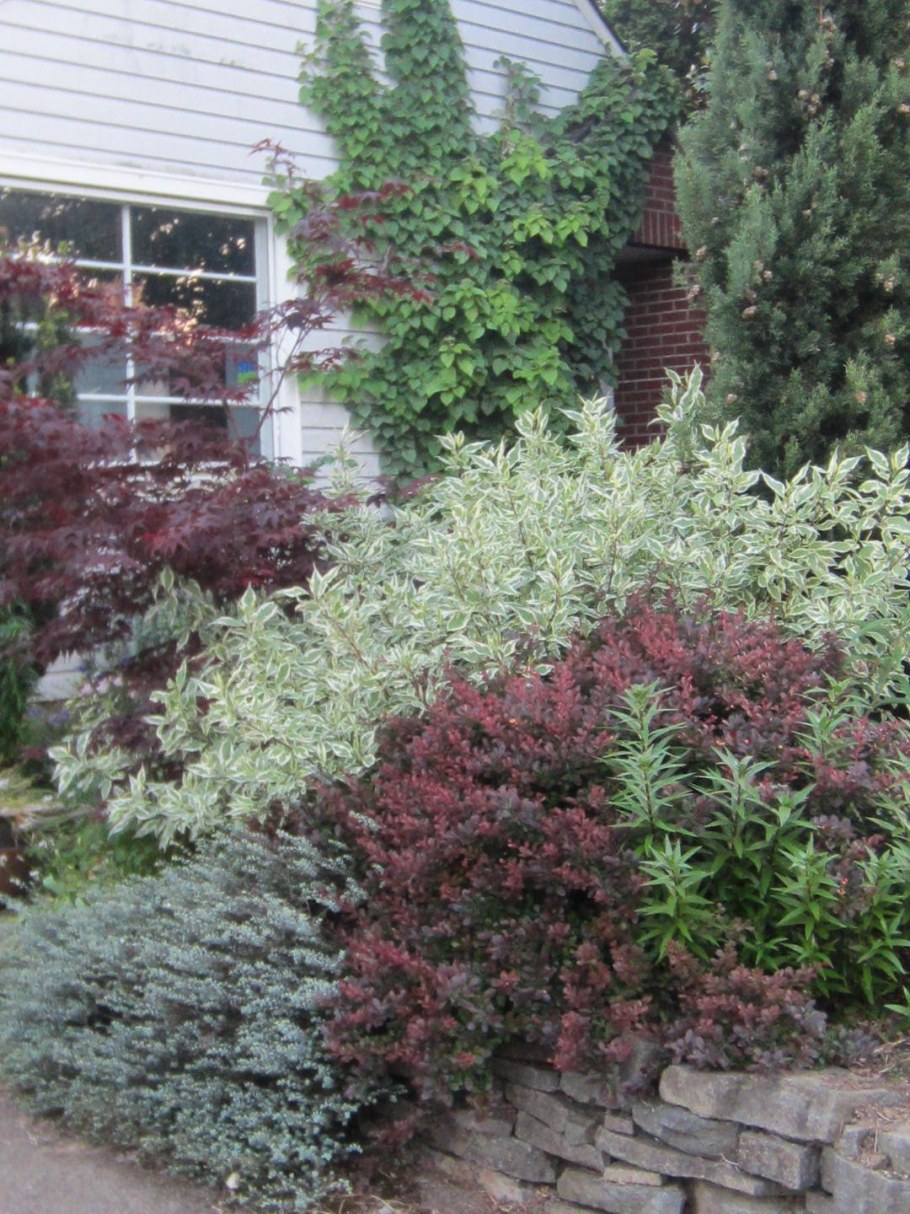 Дерен белый Вариегата