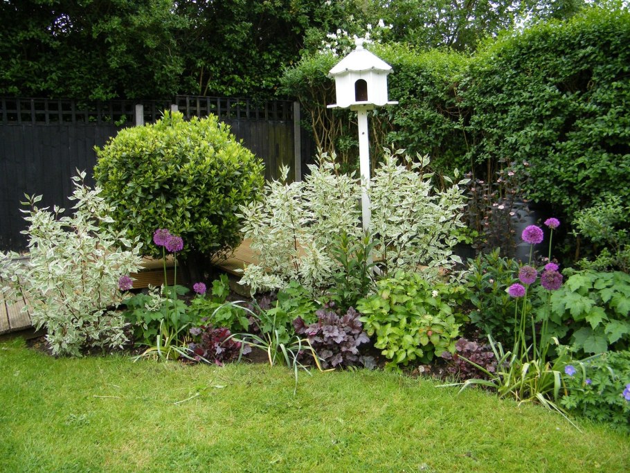 Дерен Элегантиссима (elegantissima)