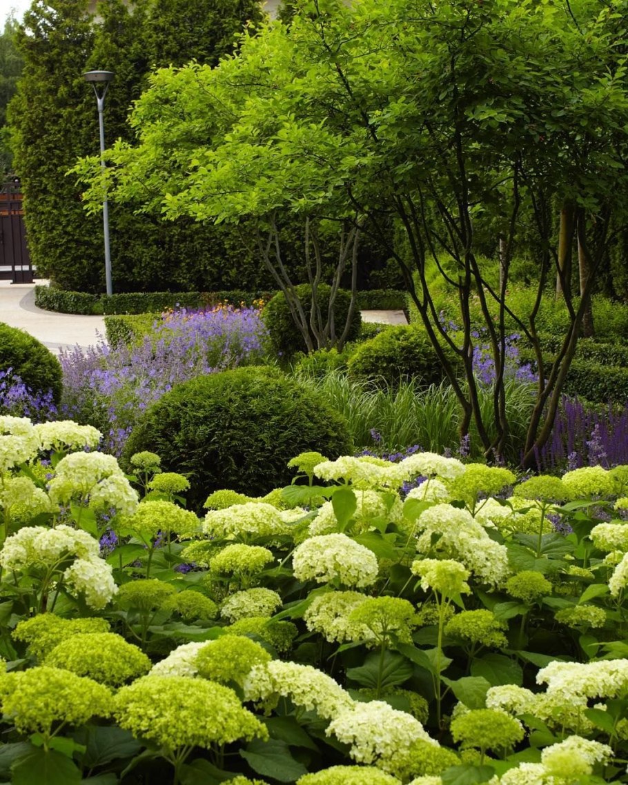 Миксбордер с гортензией Аннабель