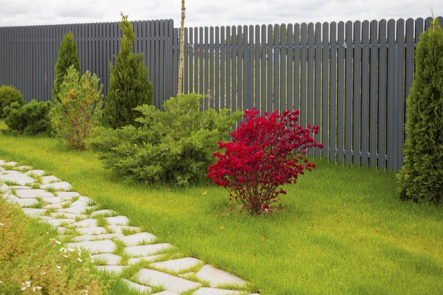 Бересклет крылатый спирея