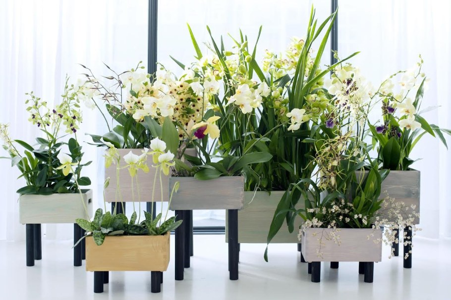 Растения в интерьере