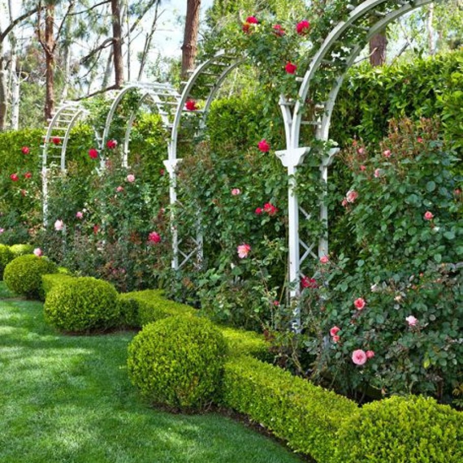 Самшит изгородь розарий