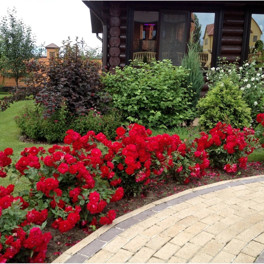 Роза бордюрная Корснода