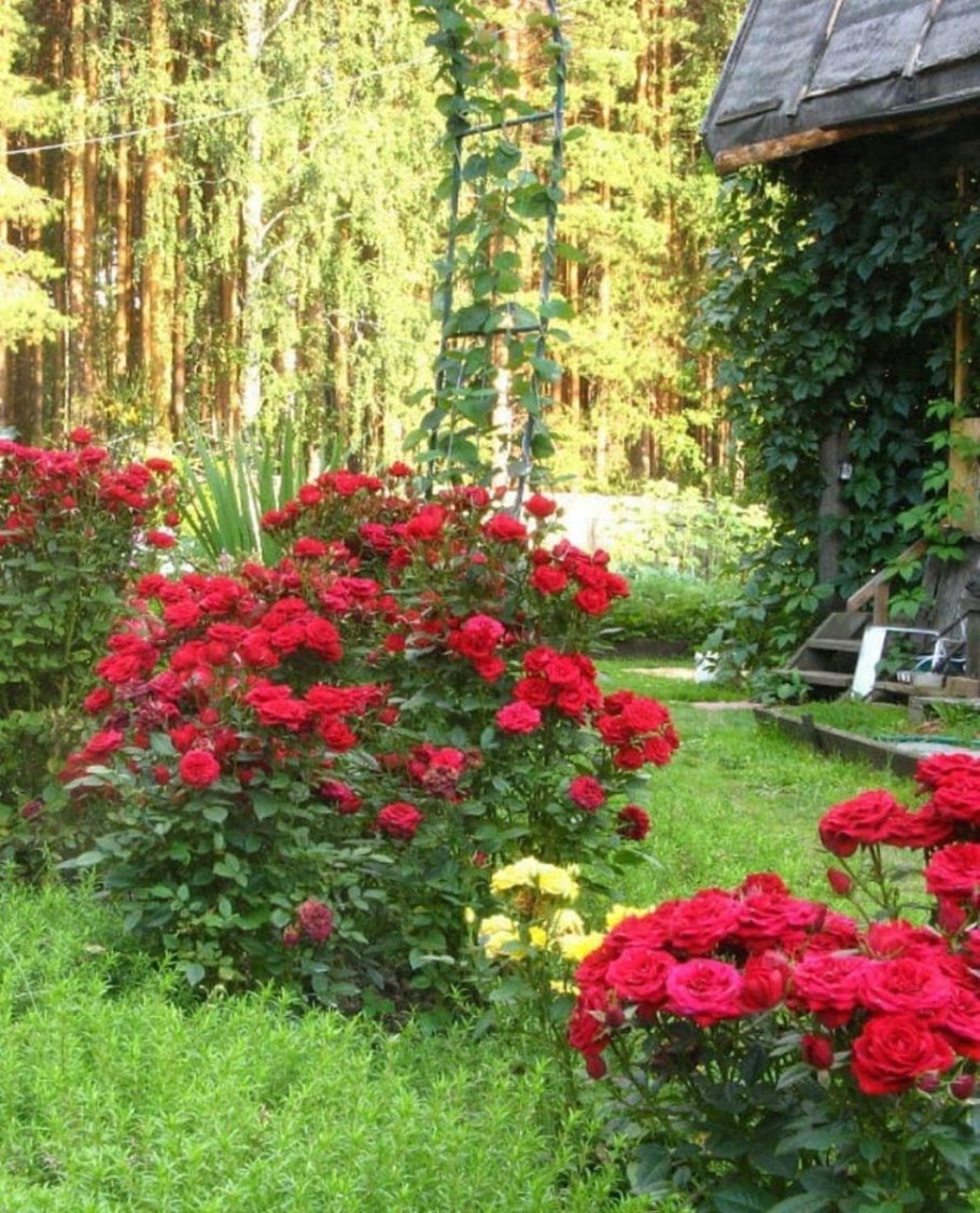 Розариум в ландшафте