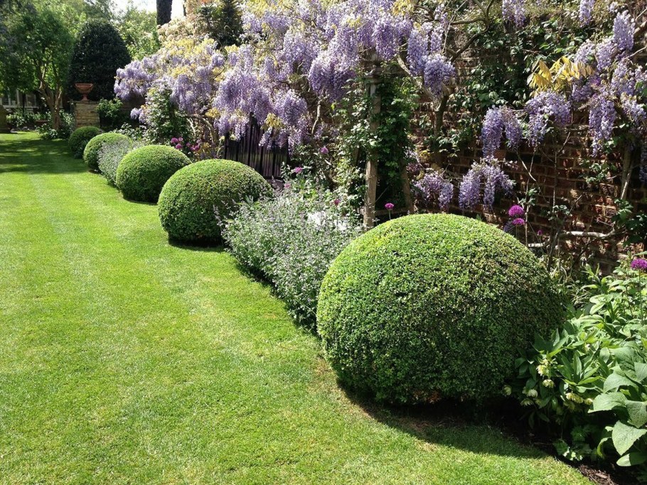 Туя бересклет скумпия миксбордер