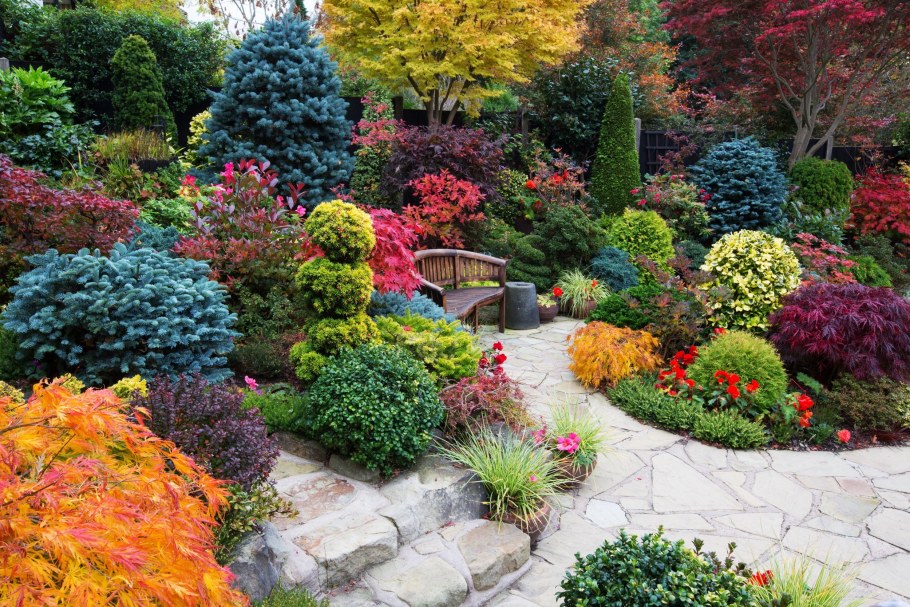 Барбарис Адмирейшн миксбордер