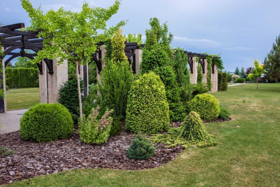 Туя плакучая