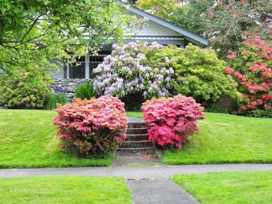 Рододендрон спирея