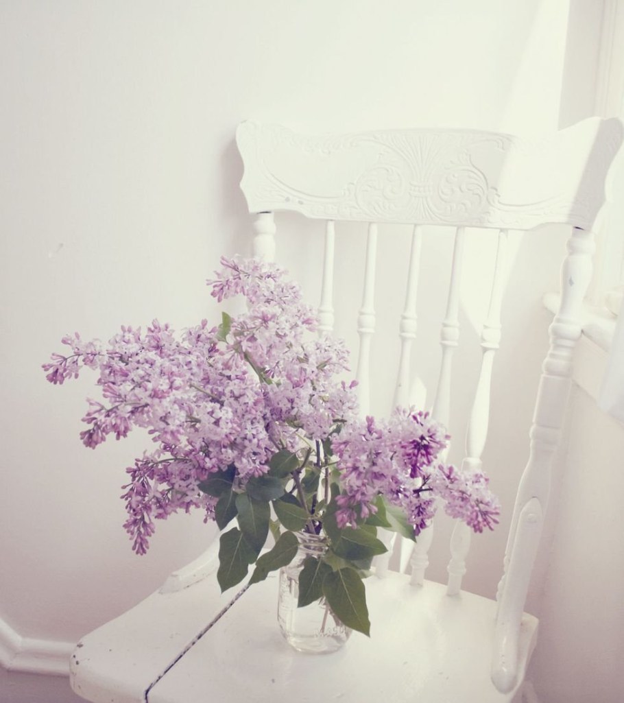 Лаванда (Lavandula) Эстетика