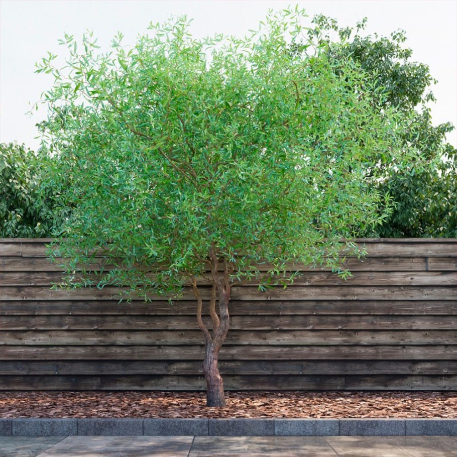 Ива Вавилонская Тортуоза