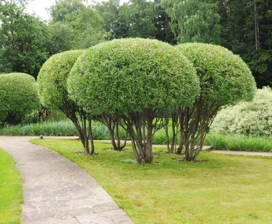 Ива ломкая bullata