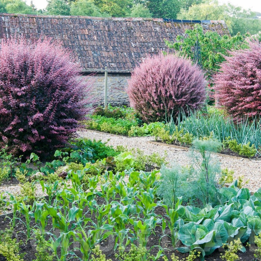 Барбарис Арлекин в ландшафтном