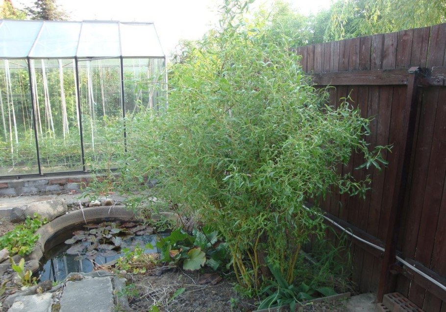 Ива Матсудана Salix "Erythroflexuosa