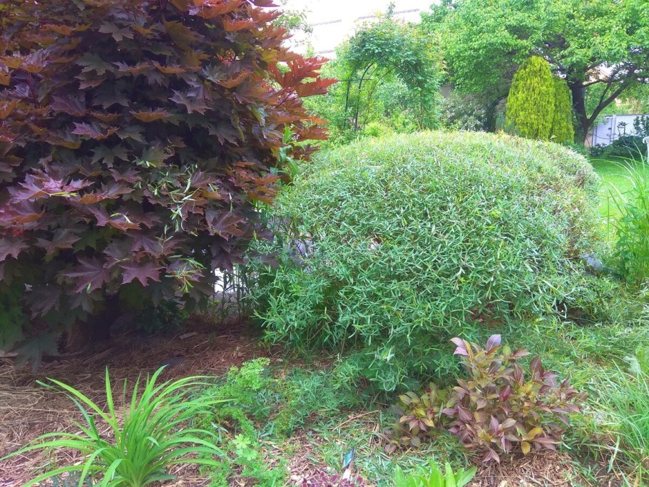 Ива пурпурная шаровидная