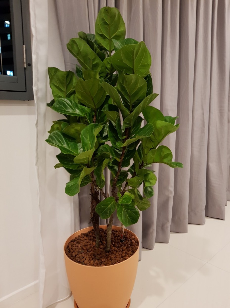 Фикус лирата и фикус Бамбино