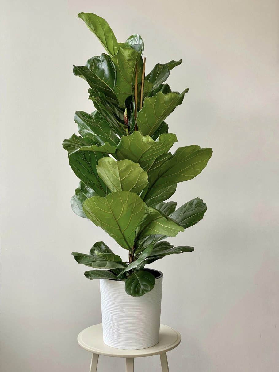 Фикус лирата Бамбино