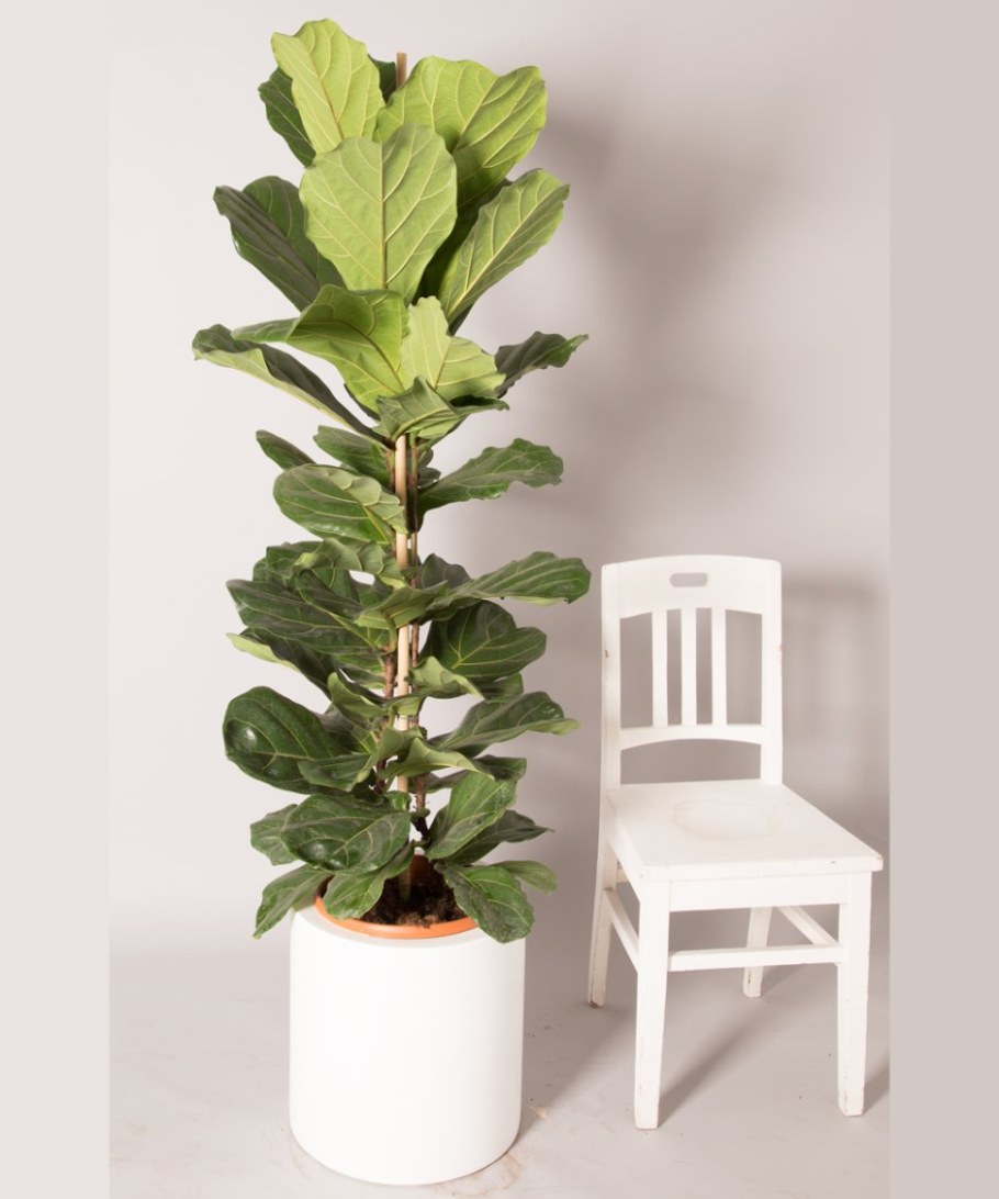 Фикус лировидный Бамбино