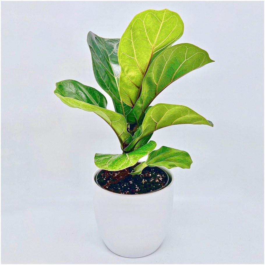 Лирата Бамбино высота