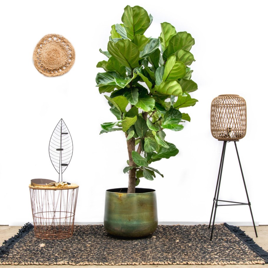 Фикус лирата бранч