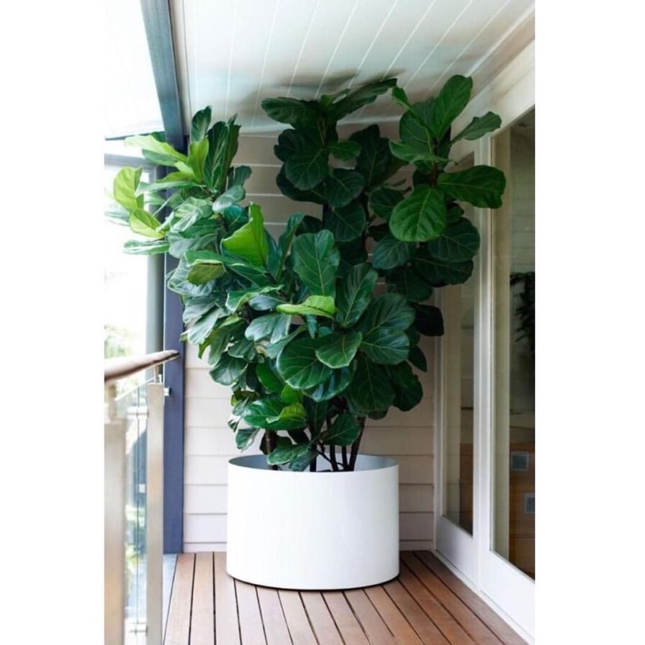 Фикус лирата Бамбино