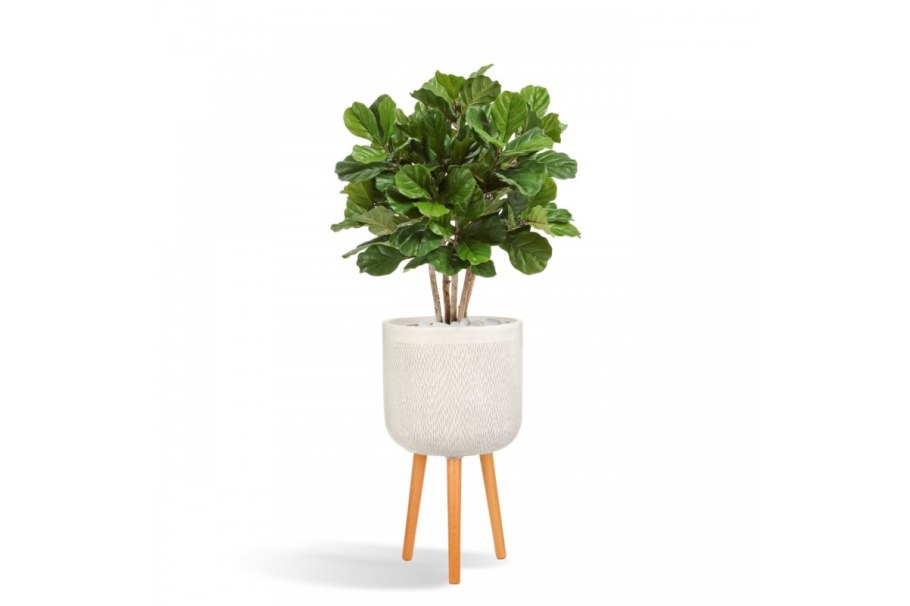 Фикус лирата Treez