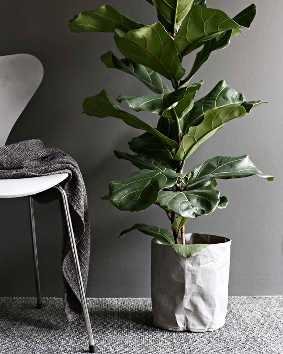 Фикус лировидный Бамбино