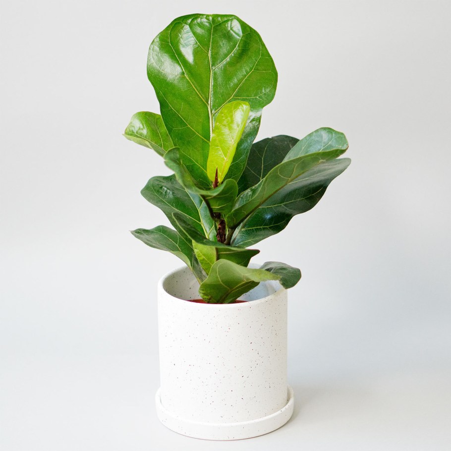 Фикус лирата