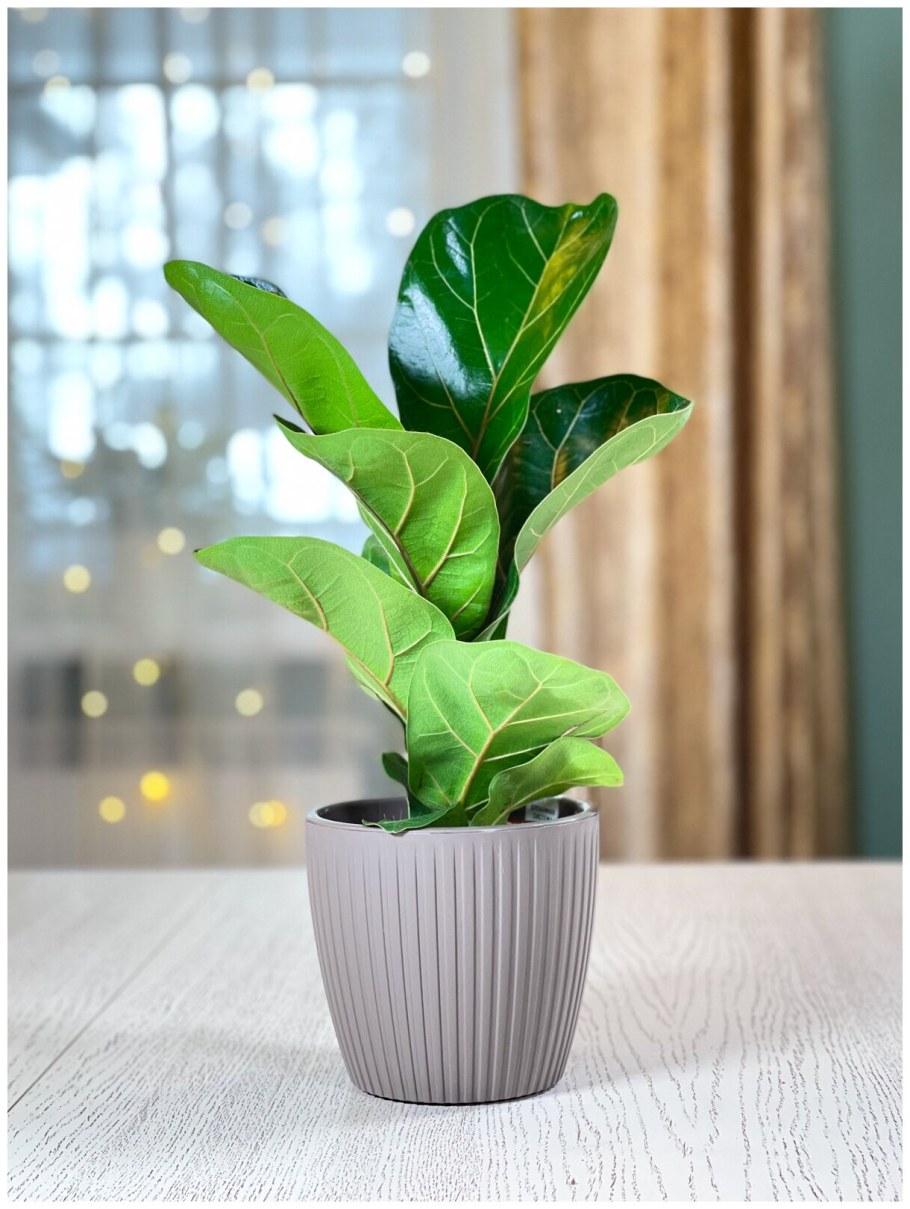 Цветок фикус лирата Бамбино