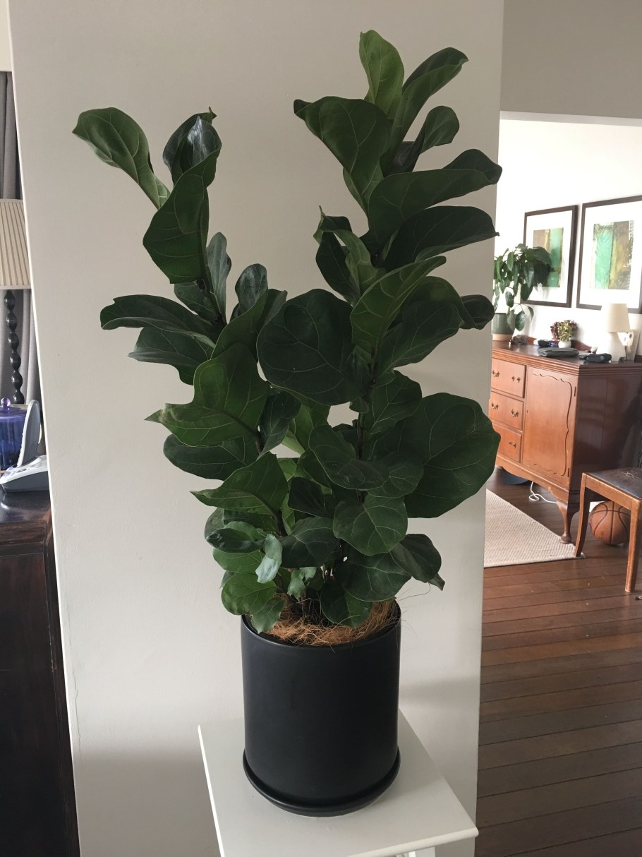 СРИКУС Лира то Бамбино