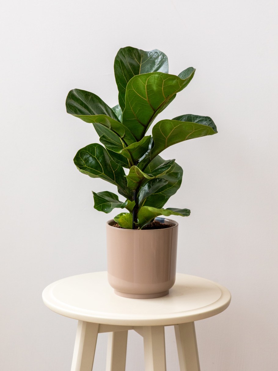 Лирата Бамбино