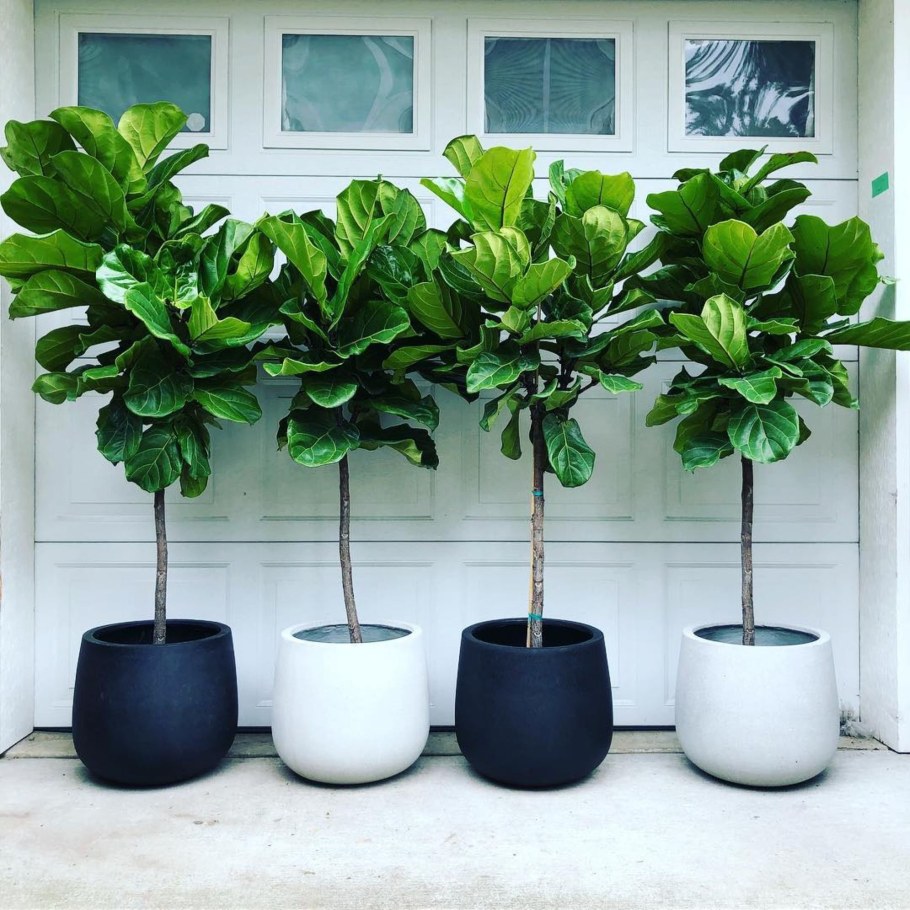 Фикус лирата